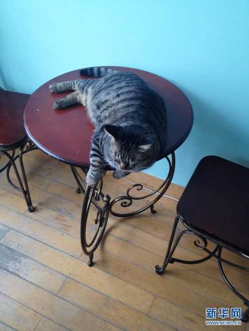 猫咪咖啡厅3