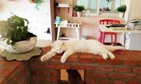 猫咪咖啡厅，治愈你疲惫的心！