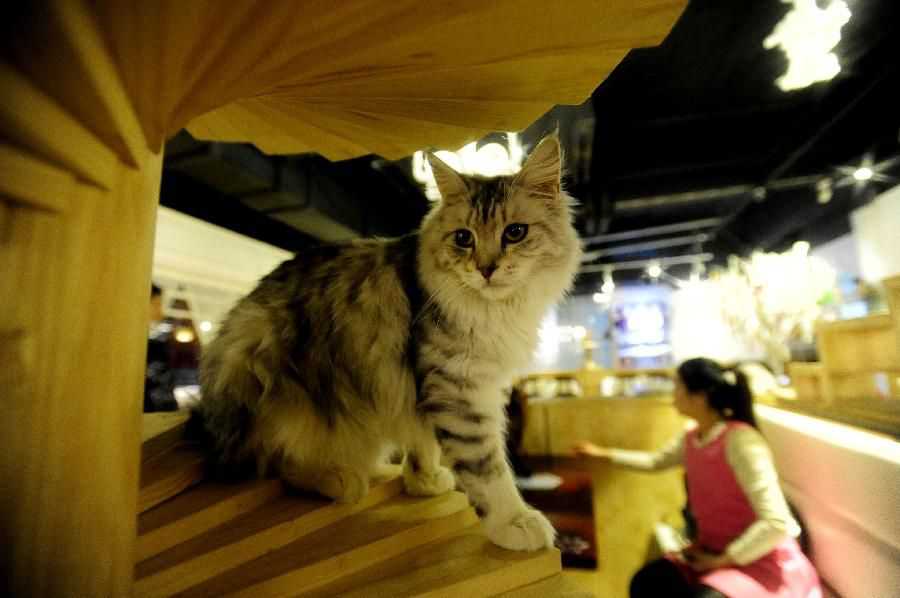 这是12月9日在沈阳“星猫咖啡店”拍摄的一只猫咪