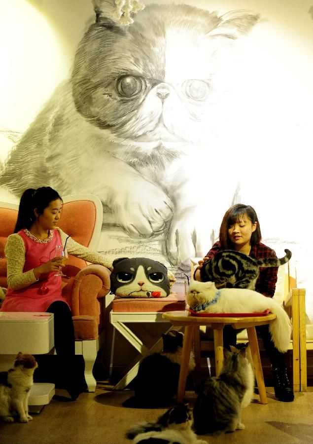 两名顾客在沈阳“星猫咖啡店”和猫咪玩耍