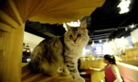 “猫咪咖啡店”现身沈阳 