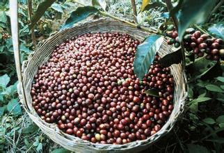  本采收季云南咖啡产量预计增加2万多吨 