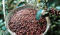 本采收季云南咖啡产量预计增加2万多吨 