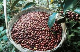 本采收季云南咖啡产量预计增加2万多吨 