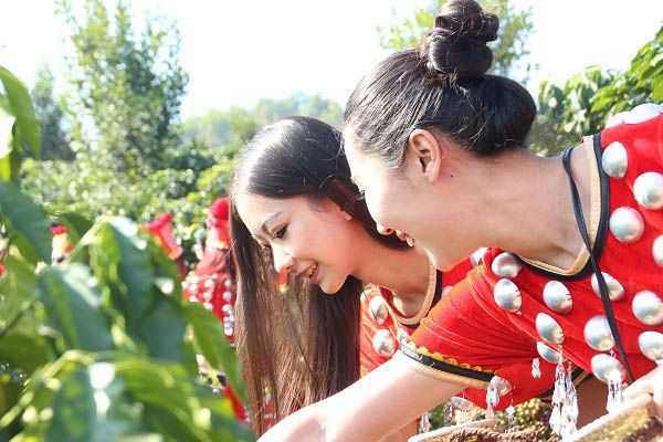 千人演绎《吻初》咖啡现场少数民族少女一起采摘咖啡果