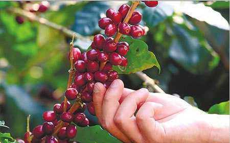 云南咖啡产业陷债务危机 