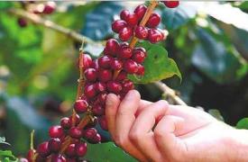 云南咖啡产业陷债务危机 部分银行伸出援手