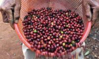 法媒：中国欲出口咖啡 成为全球咖啡主要生产基地