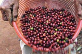 法媒：中国欲出口咖啡 成为全球咖啡主要生产基地