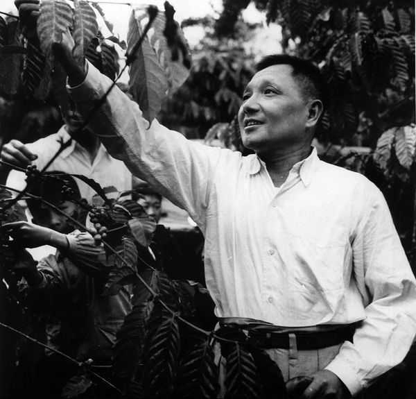 邓小平在海南视察期间，在兴隆农场采摘咖啡豆。