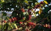 咖啡成为云南重要创汇农产品