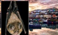 英国咖啡馆主人保护珍稀蝙蝠每天提前关门清客