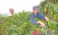  云南宾川打造“朱苦拉”品牌咖啡 