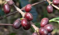 英国植物学家警告：阿拉比卡咖啡面临绝种危机