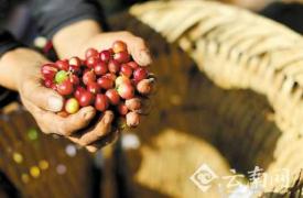 2016年云南咖啡出口数量位居全国之首