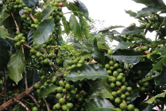 云南将建咖啡产业发展基金