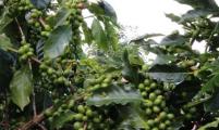 专破企业融资难 云南将建咖啡产业发展基金