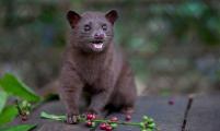 猫屎、象屎咖啡真的好喝吗？