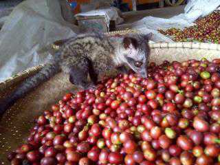 麝香猫先帮人们“挑”过咖啡豆，烘焙出来的咖啡入口回甘，唇齿留香。