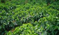 加纳咖啡种植向全国推广
