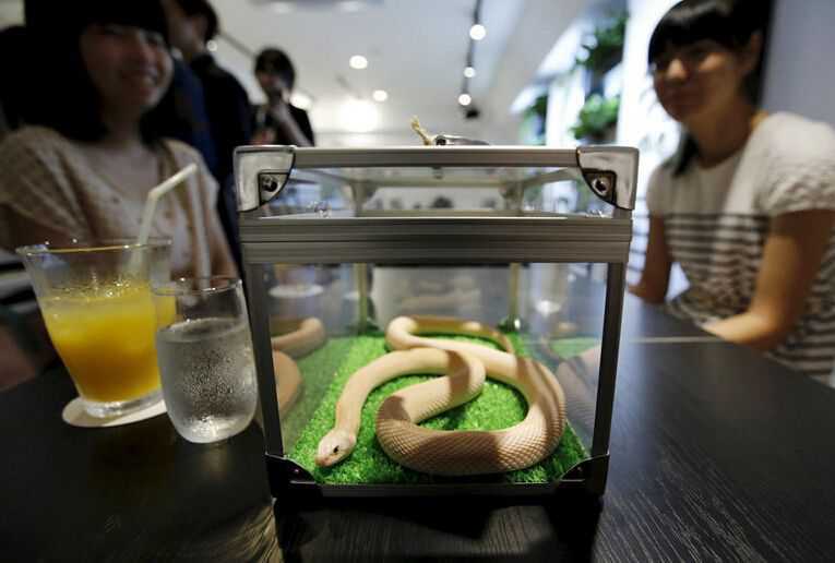 日本蛇咖啡屋1