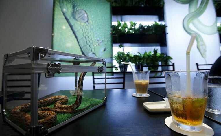 日本蛇咖啡屋5