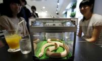 日本东京现重口味“蛇咖啡屋” 摆放20多种35条无毒蛇