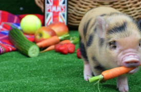 与猪同食：伦敦惊现迷你猪咖啡馆
