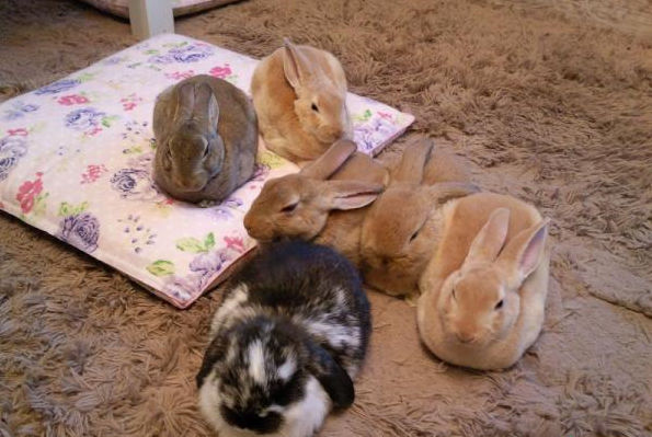 日本动物咖啡馆-兔子咖啡馆