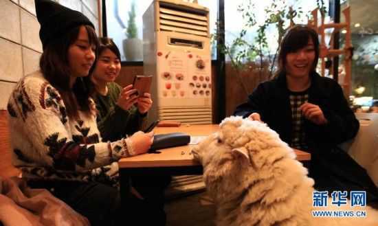韩国绵羊主题咖啡馆