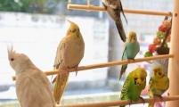 日本动物咖啡馆-小鸟咖啡馆