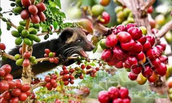 麝香猫屎咖啡(印度尼西亚)