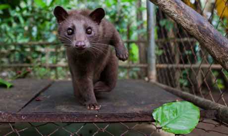 一个印尼农场称，每年利用240只关在笼中的椰子猫，可以生产7000千克猫屎咖啡