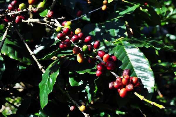 滇南咖啡豆