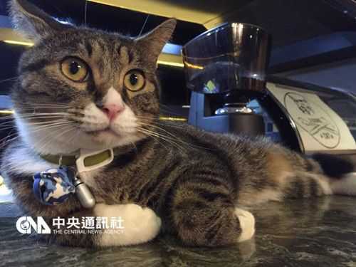 台湾流浪猫成“咖啡店长” 萌样惹人爱