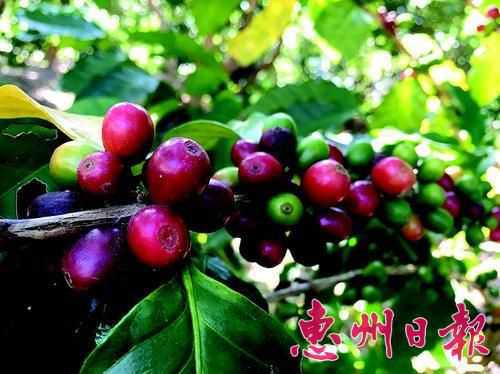 惠州咖啡豆