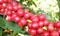  咖啡果3小时变热咖啡 云南宁洱300农户入股打造庄园 