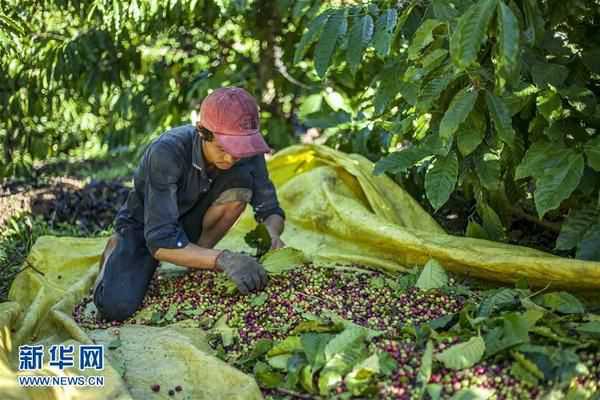 越南咖啡进入收获季节 村民采摘咖啡豆 1
