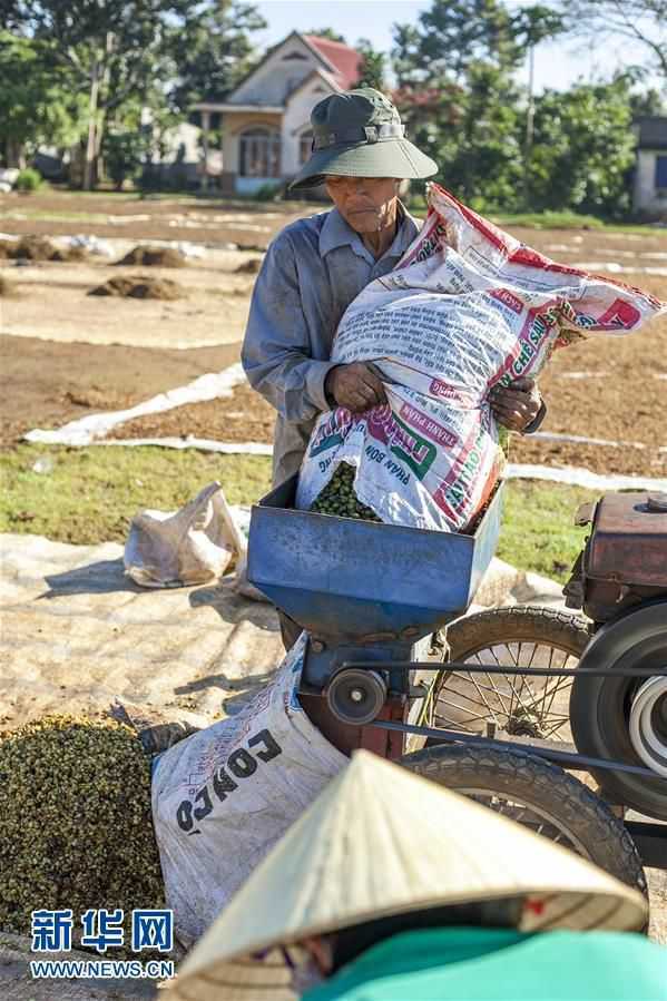 越南咖啡进入收获季节 村民采摘咖啡豆2
