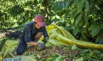 越南咖啡进入收获季节 村民采摘咖啡豆