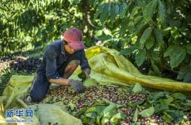 越南咖啡进入收获季节 村民采摘咖啡豆