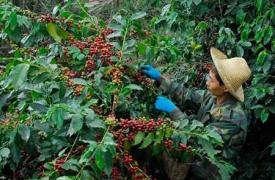 上半年云南咖啡出口货值居全省单项商品第一