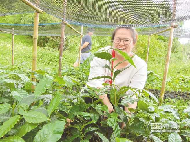 一窝蜂种咖啡 最怕收成时风潮已过