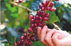 云南开展咖啡种植保险试点
