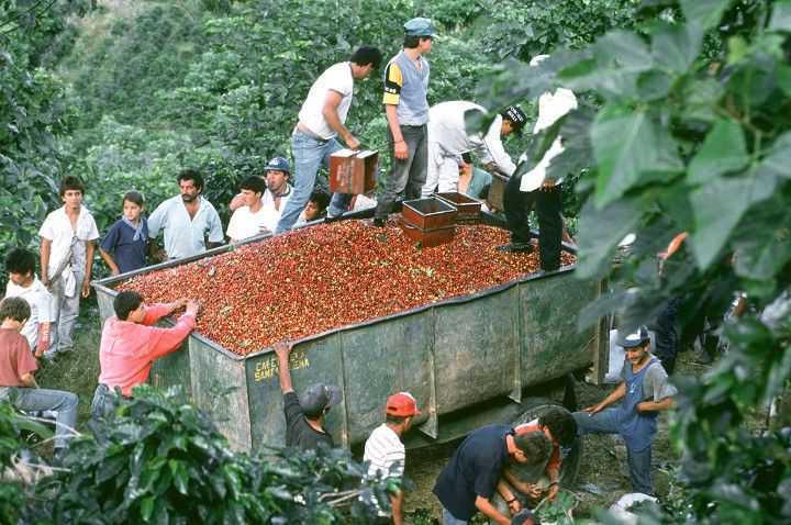 哥斯达黎加咖啡豆