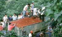 哥斯达黎加咖啡种植业下降