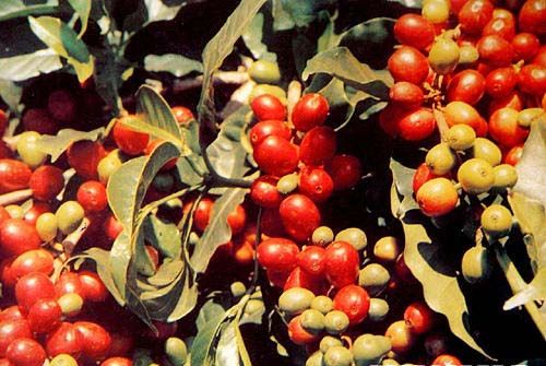 埃塞俄比亚咖啡豆