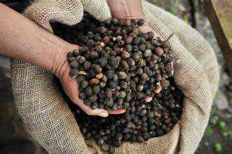 尼加拉瓜咖啡豆