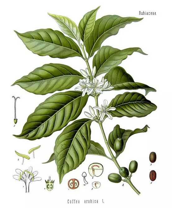 咖啡(Coffea arabica)