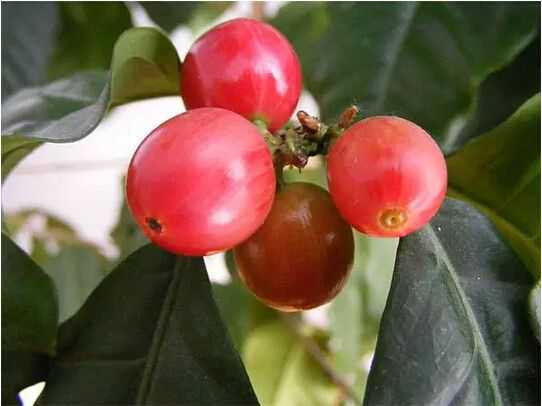 咖啡(Coffea arabica)的果实